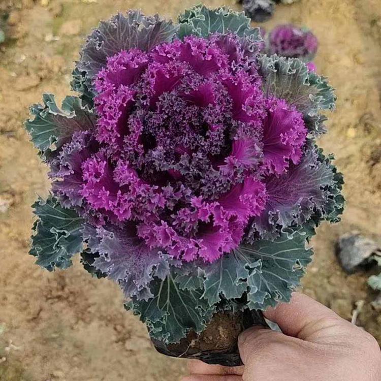 大量供应羽衣甘蓝 羽衣甘蓝批发 羽衣甘蓝基地