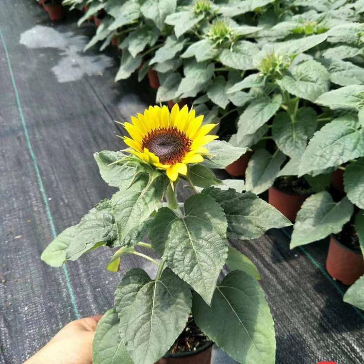 批发供应向日葵 向日葵小苗 向日葵供货商