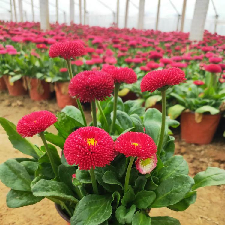 大量供应雏菊盆栽 批发雏菊种植基地-青州鑫国