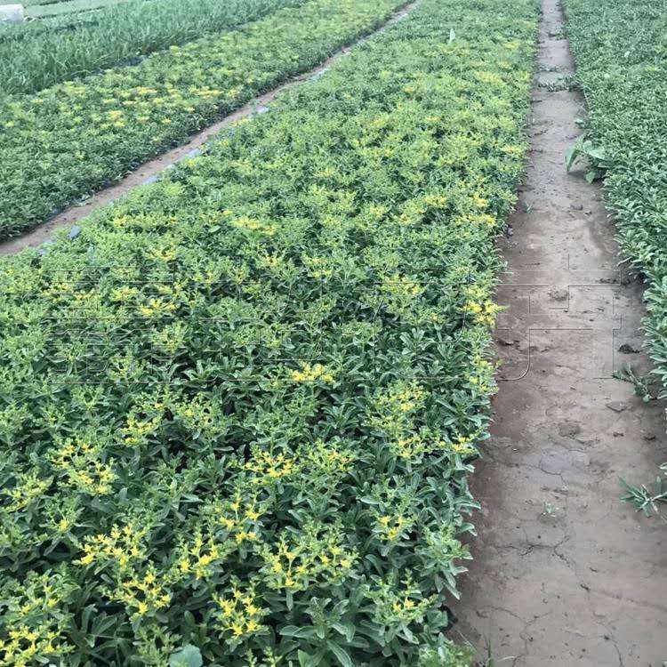 批发三七景天 基地种植三七景天小苗