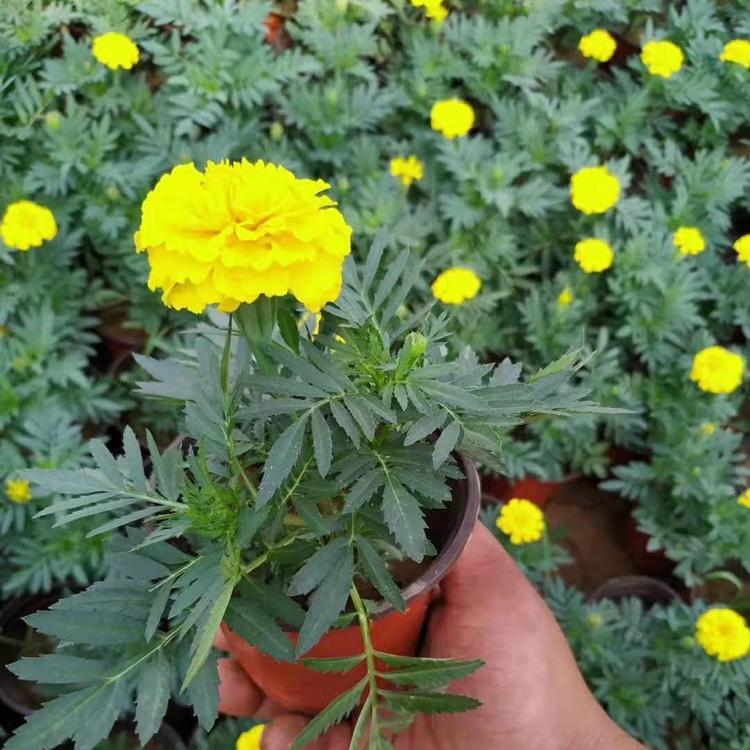 万寿菊价格 青州万寿菊 量大从优