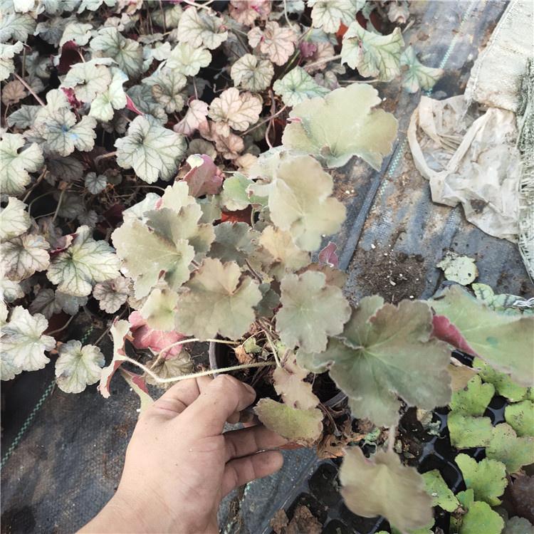 耐寒草本植物 矾根盆栽 双色盆矾根价格