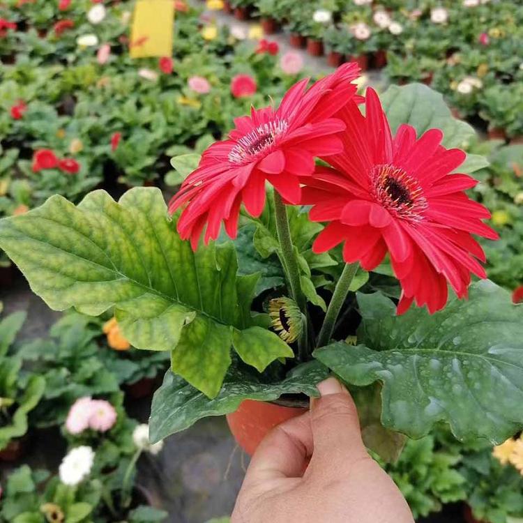 非洲菊供货商 非洲菊批发商 山东非洲菊基地