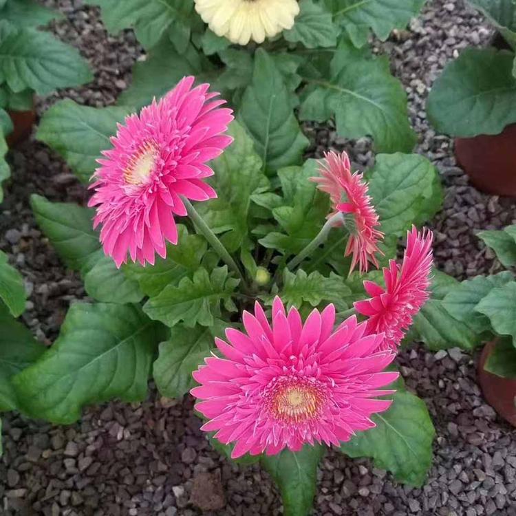 出售非洲菊 非洲菊小苗价格 非洲菊大量出售