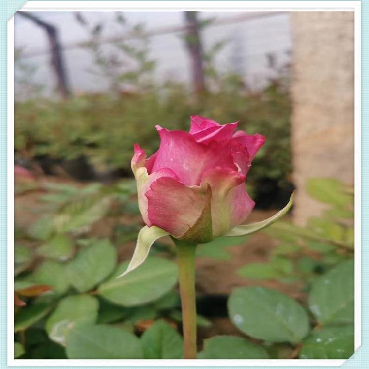 大花月季小苗 大花月季供应商 大花月季直供