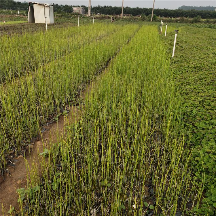 欢迎选购 笔头草 木贼培育基地