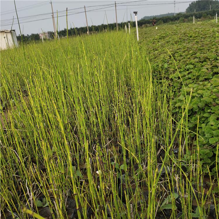木贼培育基地 基地种植 山东千峰草