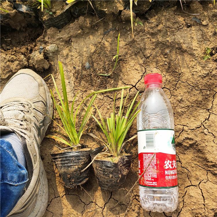 崂峪苔草基地 青州崂峪苔草小苗 花农自营