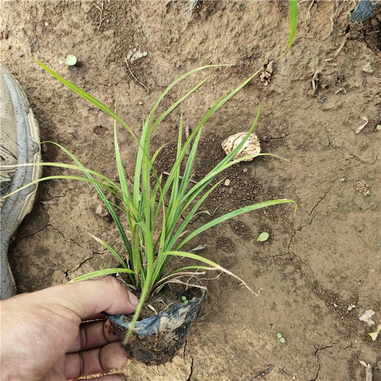崂峪苔草价格 青州观赏草崂峪苔草 花农自营
