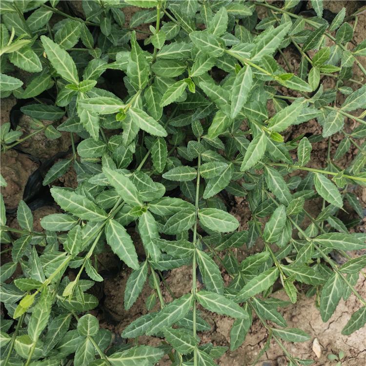 扶芳藤批发商 批发基地 青州扶芳藤