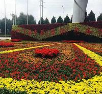市政绿化工程  市政绿化工程花卉 山东市政绿化工程用苗