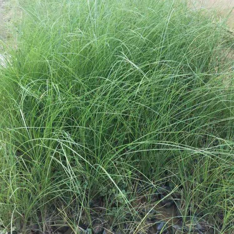 细叶芒种植基地  基地直销大量草花 细叶芒报价