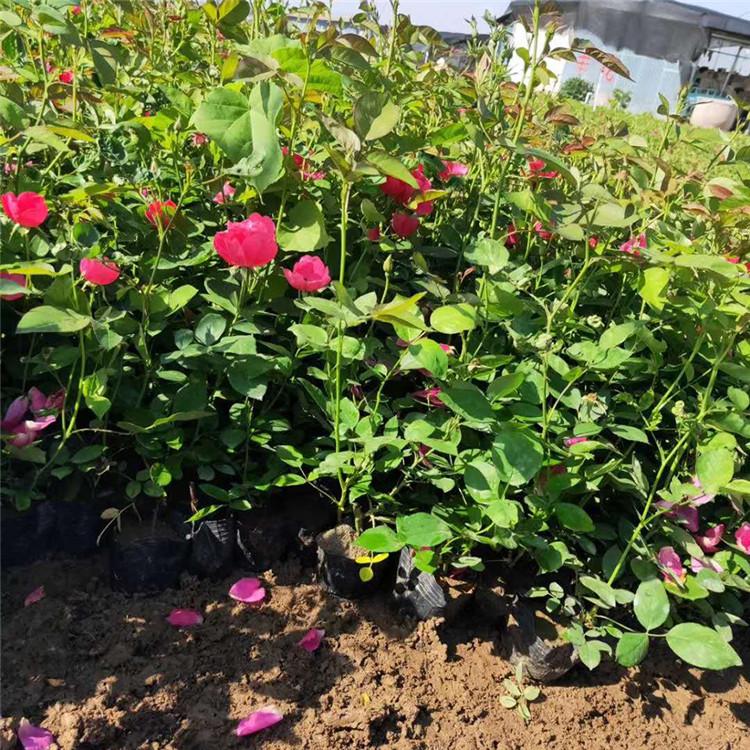 欧月报价 欧月行情  欧月种植基地