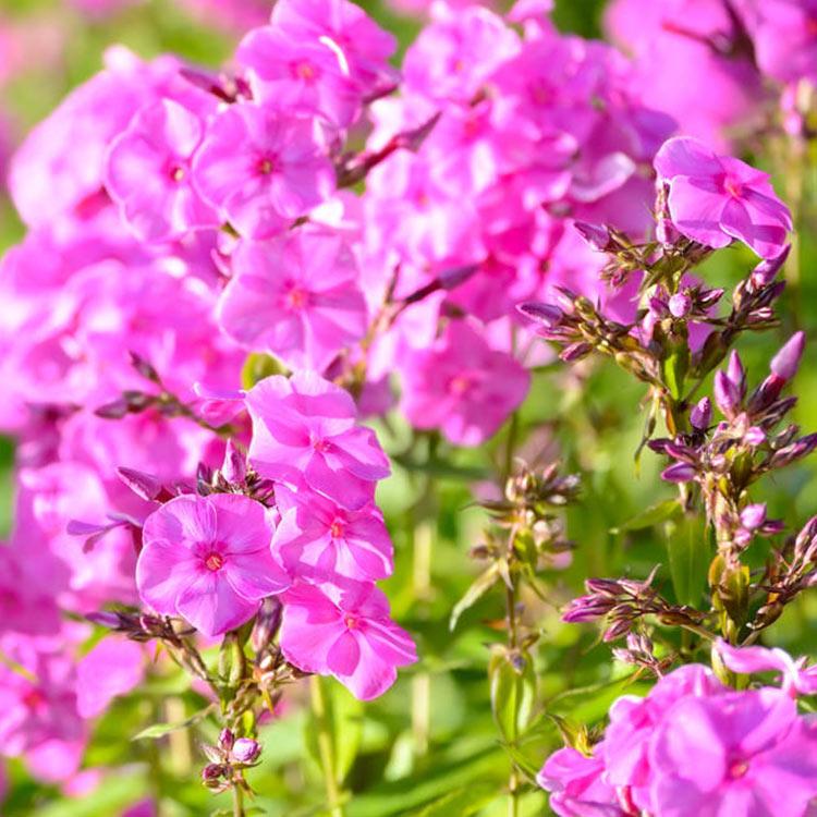 福禄考价格参考 花海福禄考  滕东花卉基地