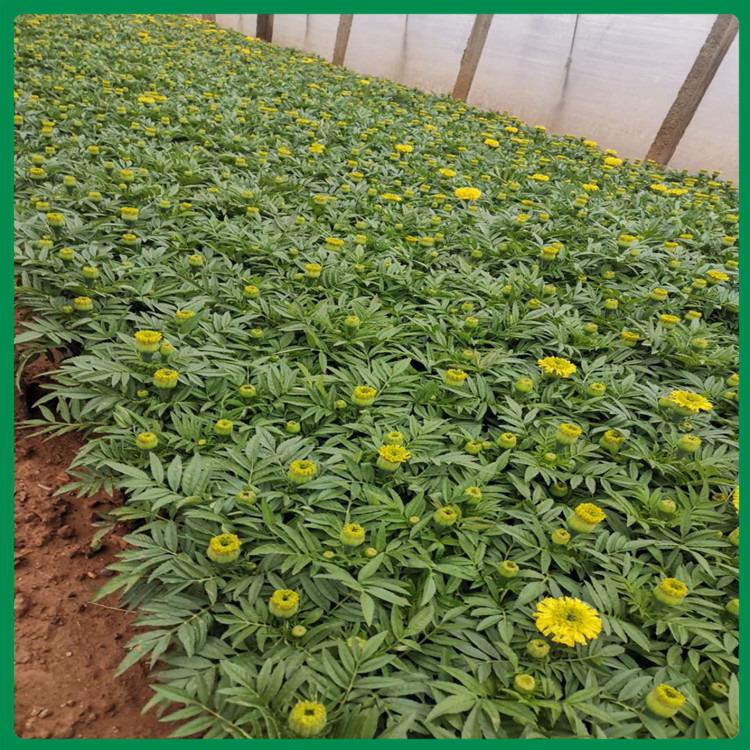 万寿菊 节庆租摆用万寿菊花苗 启景花卉大量种植培育