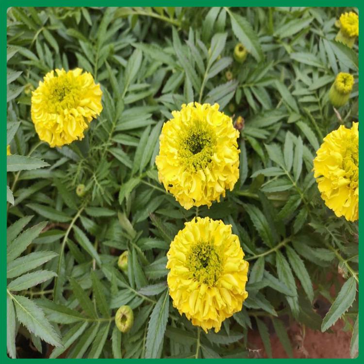 万寿菊 大量供应观赏万寿菊小苗 长势好的万寿菊培育基地