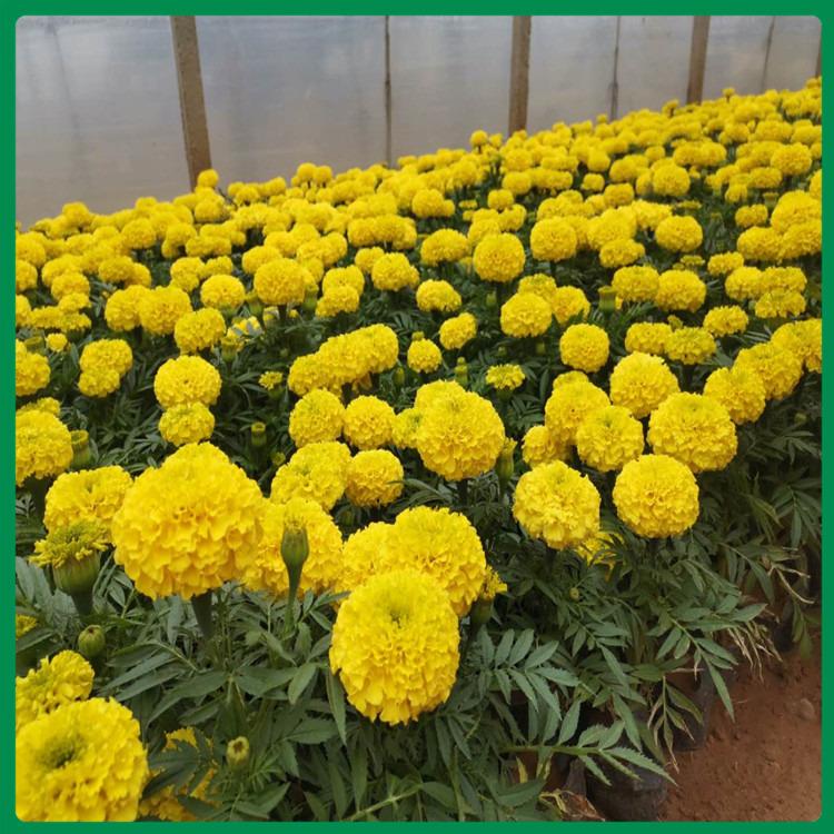 租摆用万寿菊 直供万寿菊 万寿菊批发商
