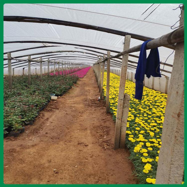 万寿菊盆栽 苗圃直销万寿菊 万寿菊批发报价