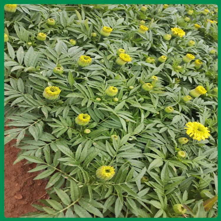 租摆用万寿菊 优价出售万寿菊 万寿菊批发价格