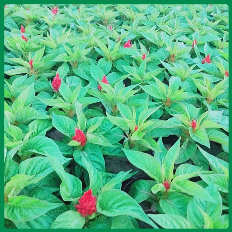 【启景花卉】苗圃直供一串红 一串红价格