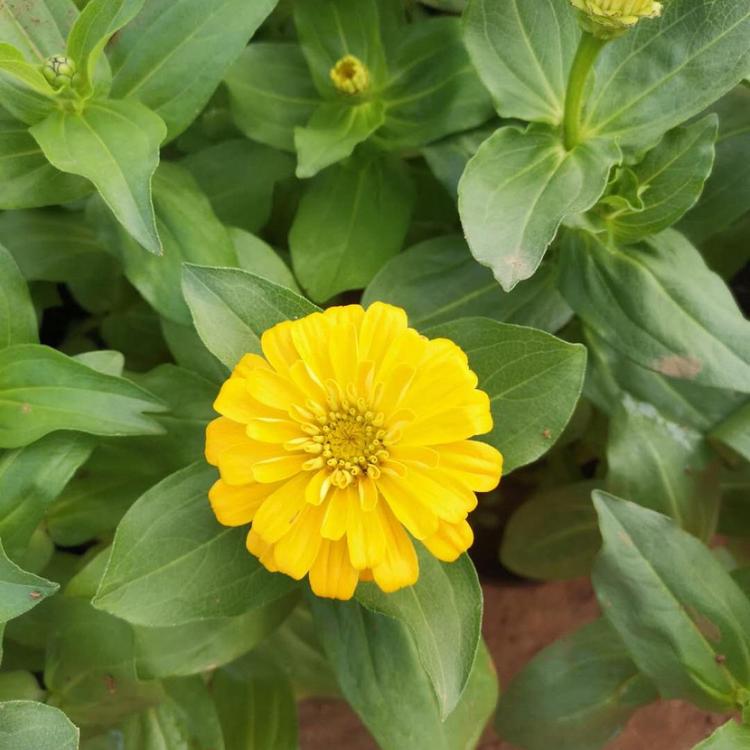 2020年百日菊价格  百日草   小涵花卉