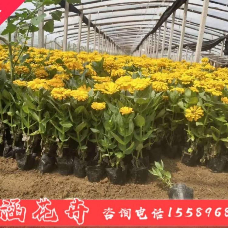 2020年百日草价格  青州草花工程苗 小涵花卉