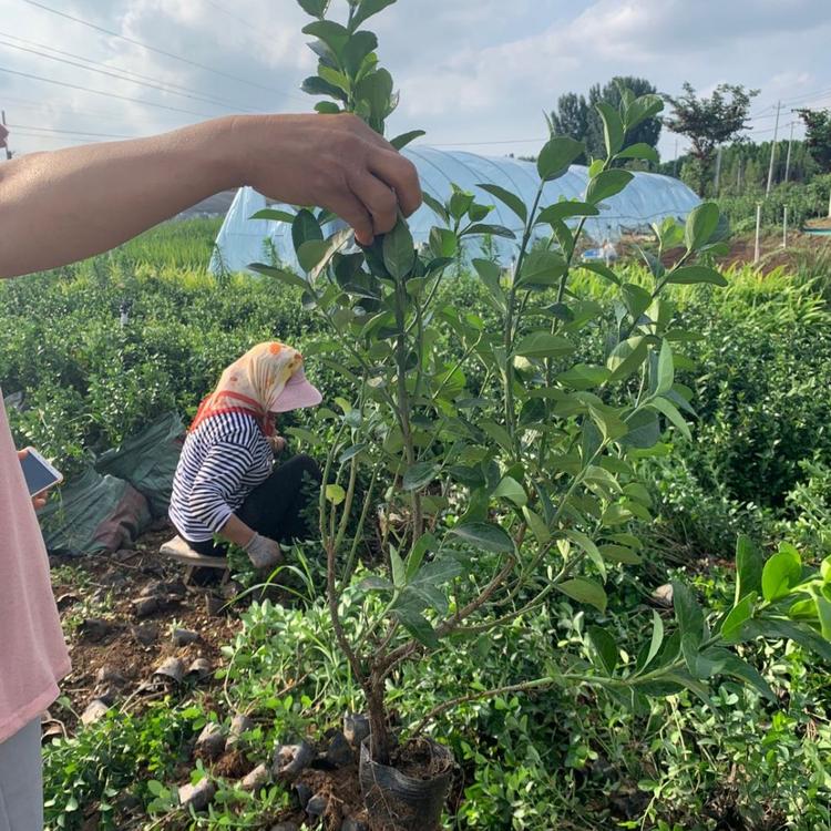 扶芳藤价格  小叶扶芳藤基地   青州绿化苗木基地