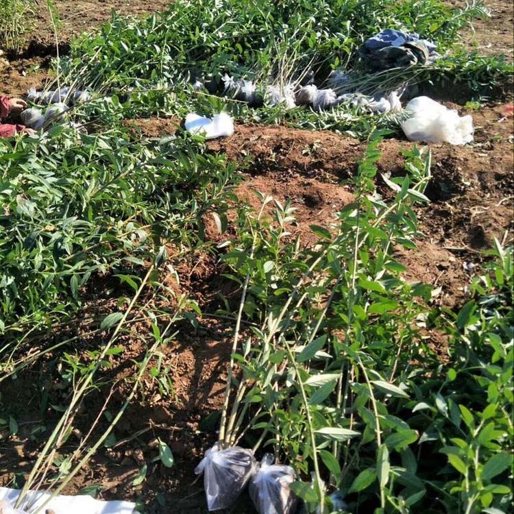 精品连翘价格    连翘批发 基地  苗木基地