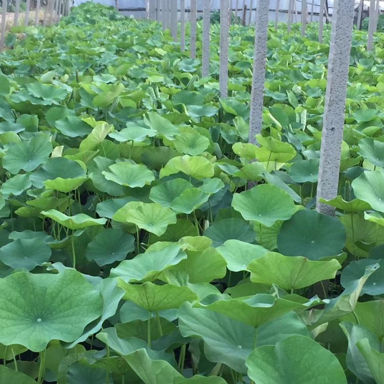 绿化荷花批发   荷花睡莲价格    芙蕖价格