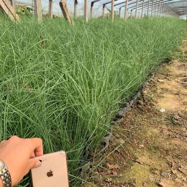 网红草批发商 售 粉黛乱子草 粉黛乱子草批发价格