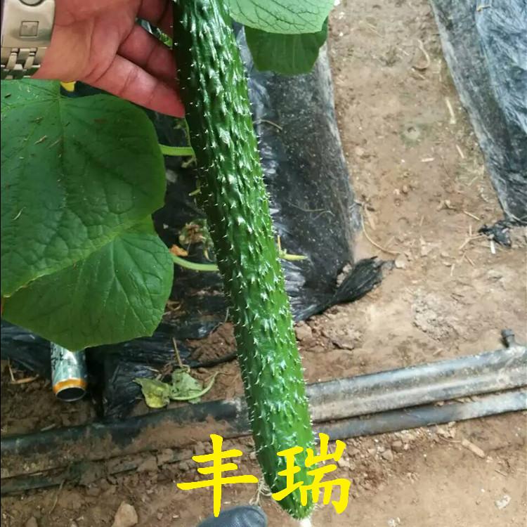 抗病毒丰瑞种苗发货快  抗病毒丰瑞种苗