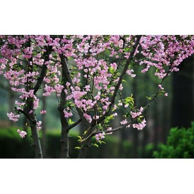 垂丝海棠多少钱一棵 垂丝海棠价格 垂丝海棠种植基地