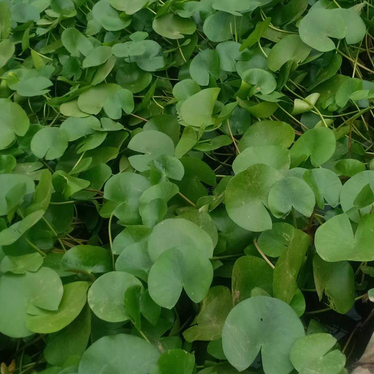正艳花卉基地 睡莲 睡莲销售