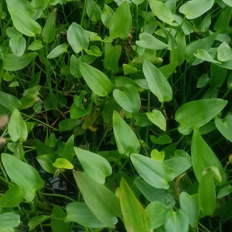 睡莲销售 价格从优 青州睡莲小苗
