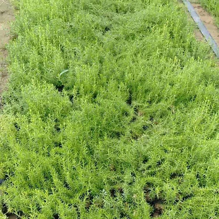 芝樱花海 青州芝樱种苗 丛生福禄考报价