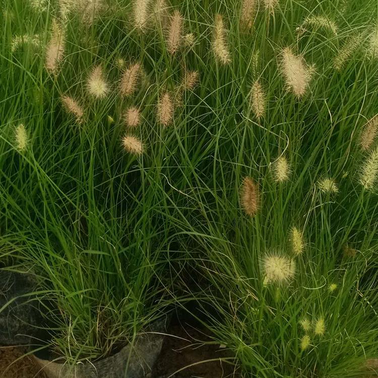 地被观赏草 基地种植 观赏草供应商
