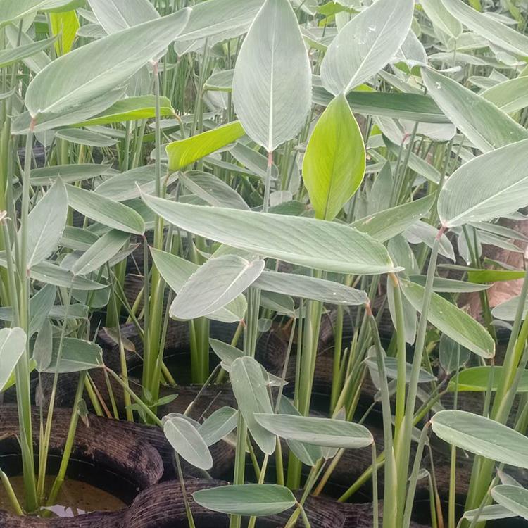 旱伞草报价 苗圃基地批发 青州风车草