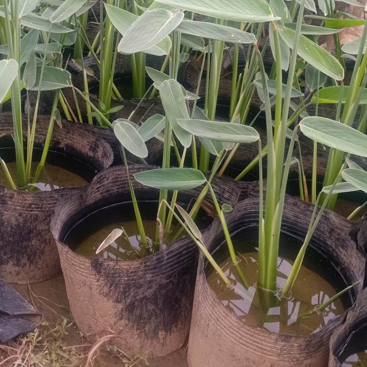 旱伞草报价 欢迎选购 青州旱伞草小苗