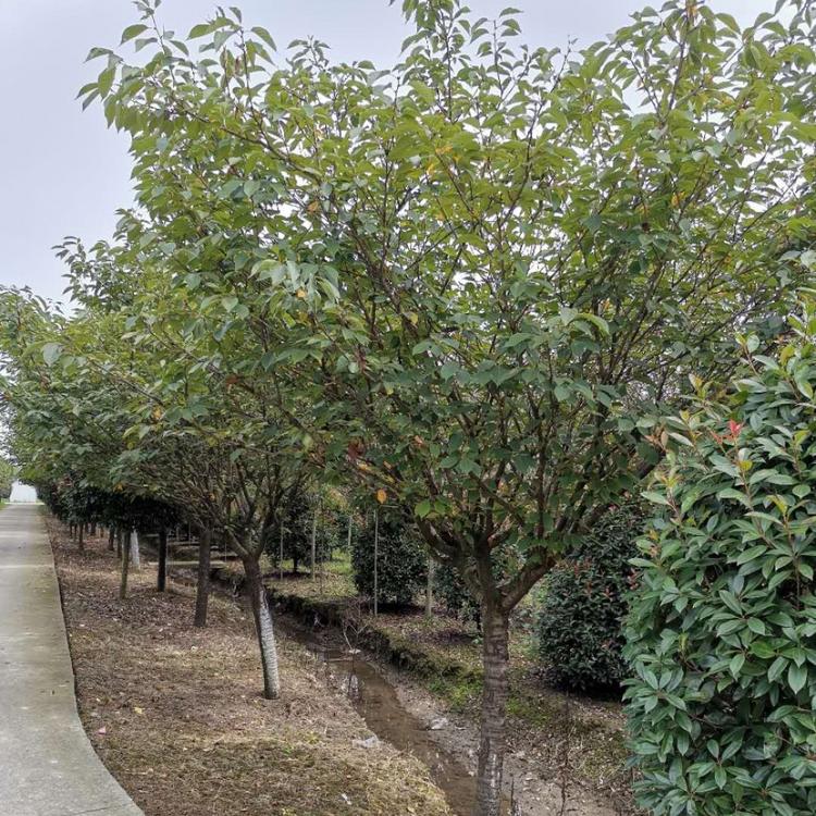 邛崃樱花树 邛崃樱花树价格 邛崃樱花树苗木基地