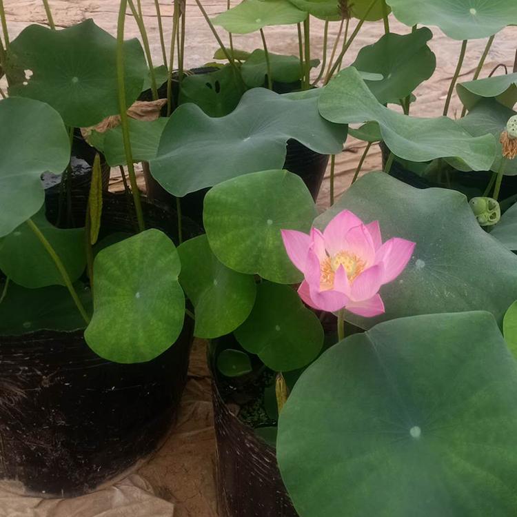 苗圃供应 开花荷花 荷花基地