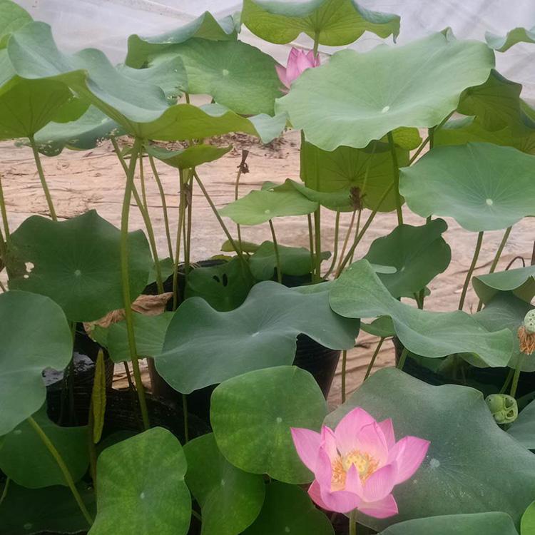荷花批发商 青州荷花盆栽 苗圃供应