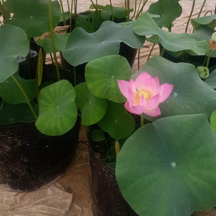 荷花价格 青州水生荷花 优惠多多