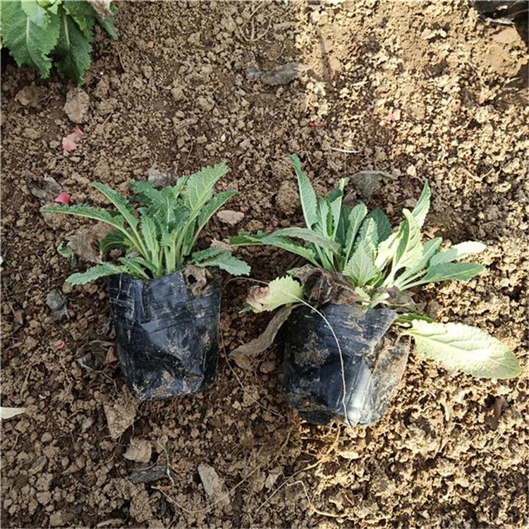 鼠尾草量大从优 鼠尾草网红花海 现货供应