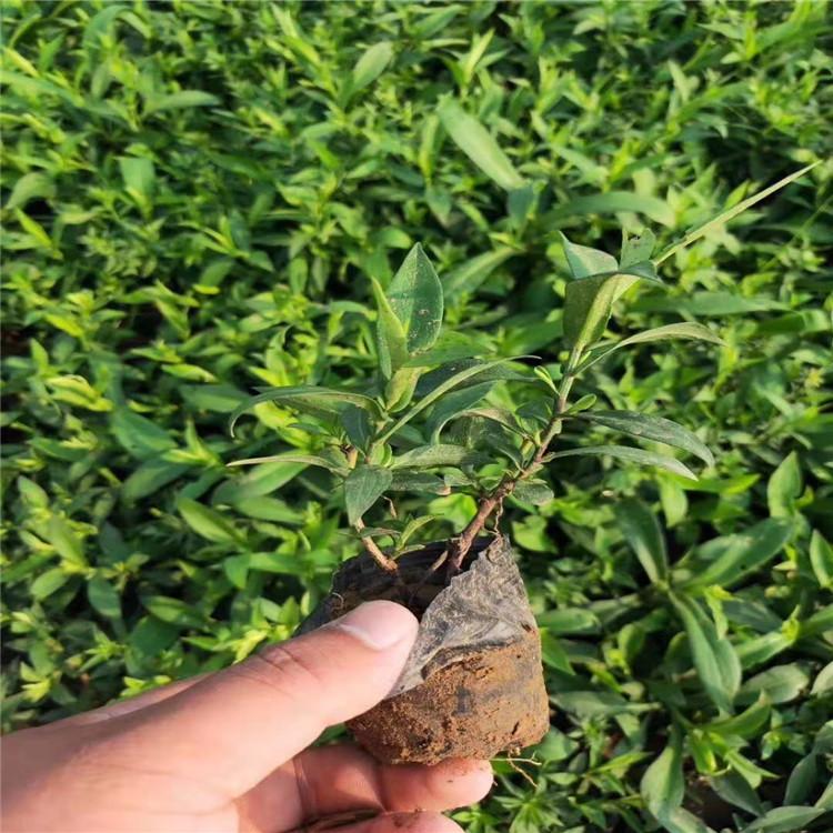 紫苑 紫苑价格表 山东紫苑行情 紫苑种植基地