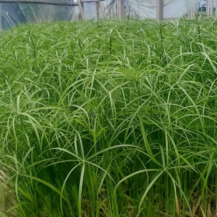 长势好 水葱 水葱价格