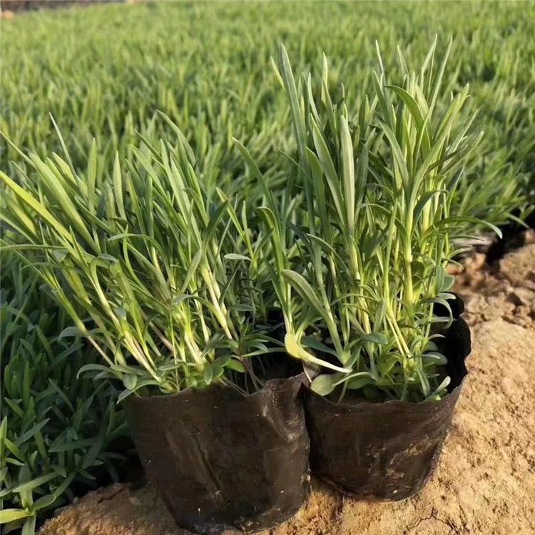 石竹杯苗 石竹地被草花 基地直销