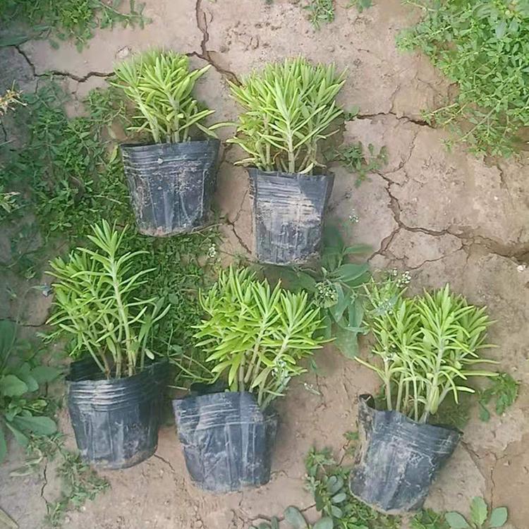 佛甲草价格 批发佛甲草基地 佛甲草小苗批发