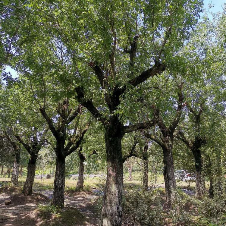 成都枣树多少钱 成都枣树价格 成都枣树苗木基地