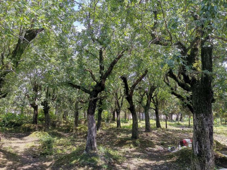 邛崃枣树多少钱 邛崃枣树价格 邛崃枣树苗木基地