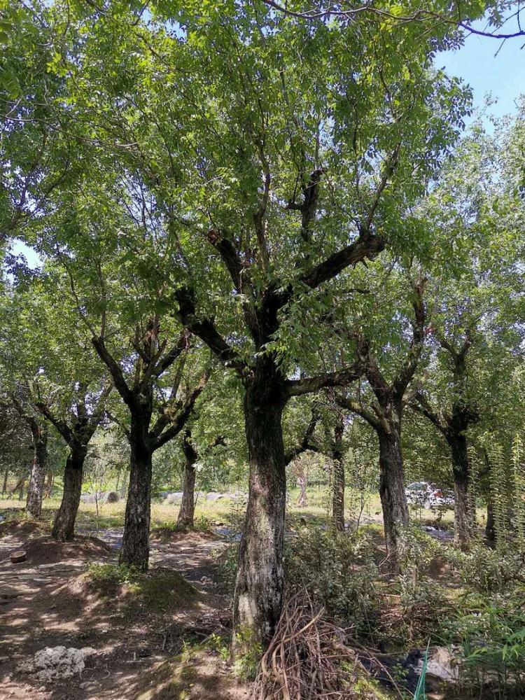 温江枣树多少钱 温江枣树价格 温江枣树苗木基地